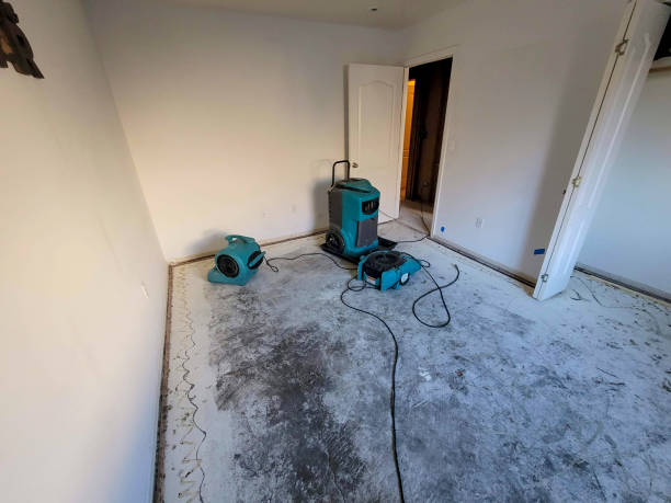 Best Carpet water damage restoration  in Muscatine, IA