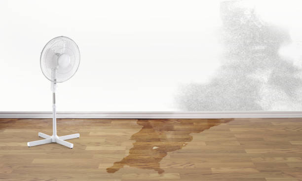 Best Water damage cleanup near me  in Muscatine, IA